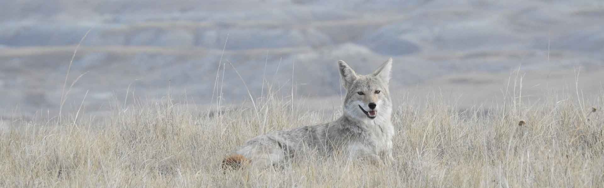 South Dakota Predator Hunting | Coyote Hunts in SD